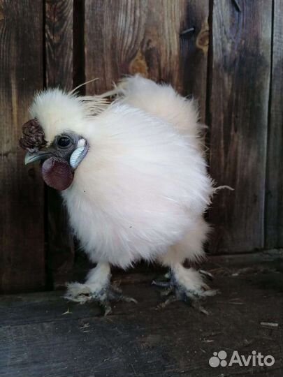 Петух китайский шелковый