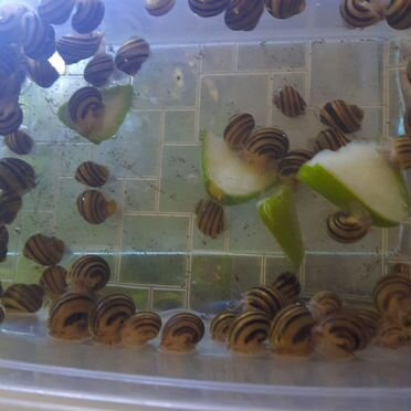 Улитки спикси