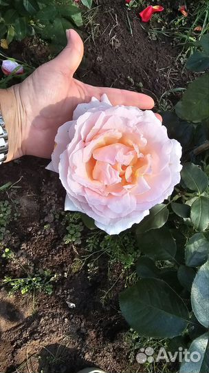 Розы садовые