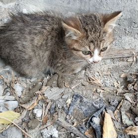 Котята в добрые руки помогите малышам (оба мальчик