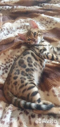 Бенгальская