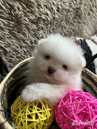 Померанский шпиц медвежьего типа