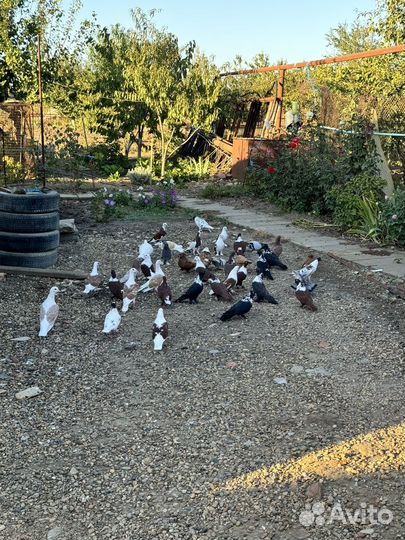 Продажа голубей