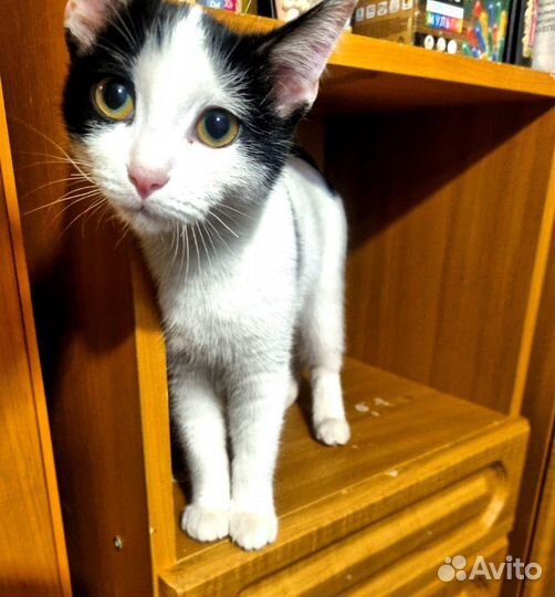 Котенок