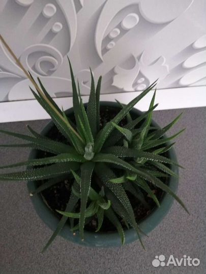 Сансевиерия, хавортия, зефирантес