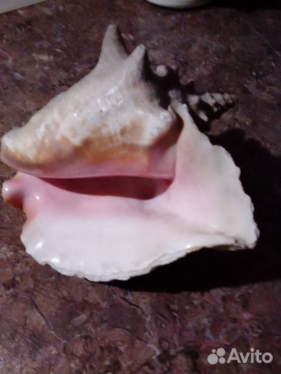 Ракушка морская большая