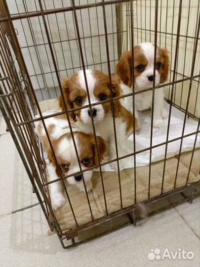 Продажа щенков