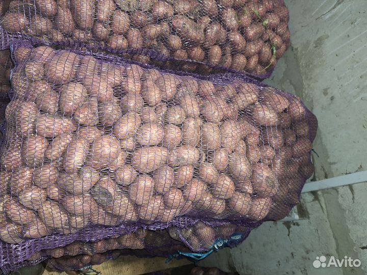 Семенной картофель