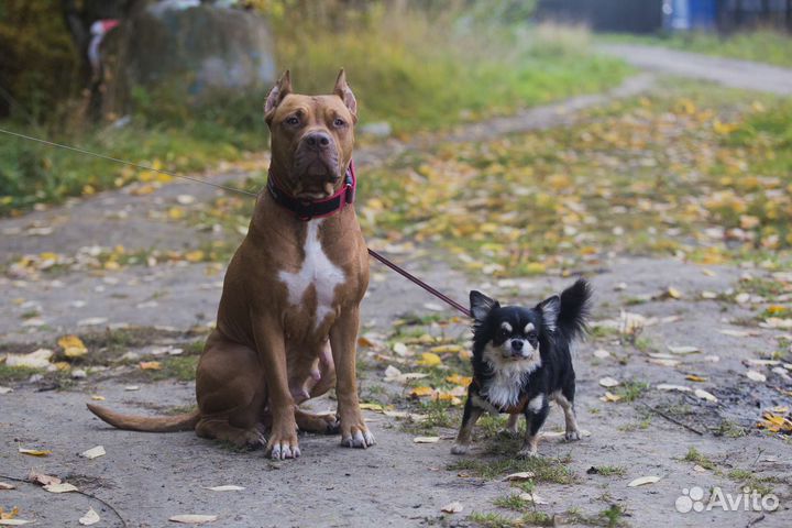 Американский питбультерьер щенки