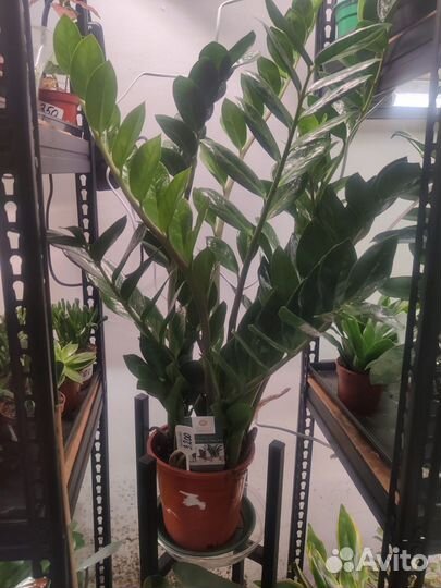 Замиокулькас долларовое дерево