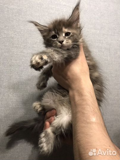 Котята мейн-кун полидакт мальчик и девочка