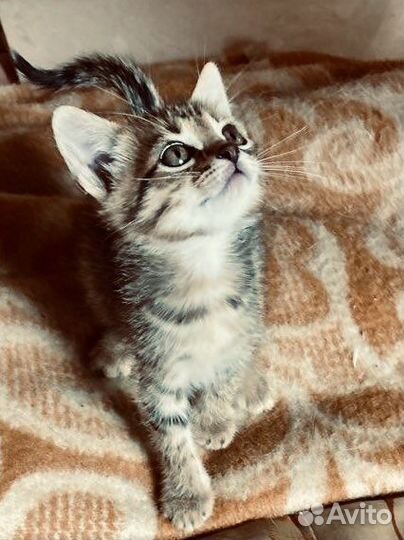 Кошка в дар