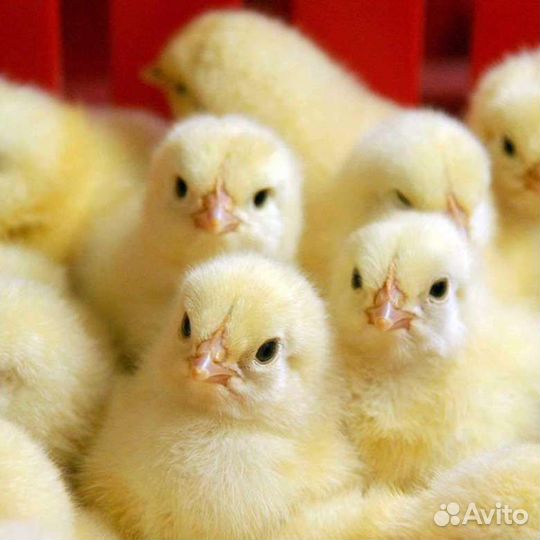 Цыплята суточные