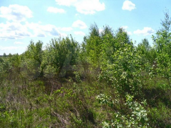 Участок 33,1 сот. (СНТ, ДНП)