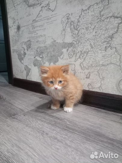 Отдам котенка