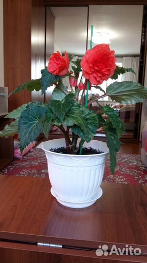 Бегония белая, желтая и красная