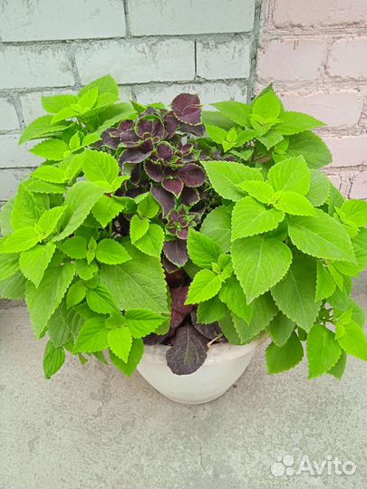 Хризантема мульти флора