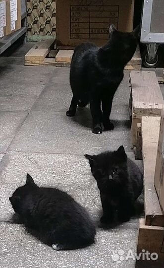Кошка в дар