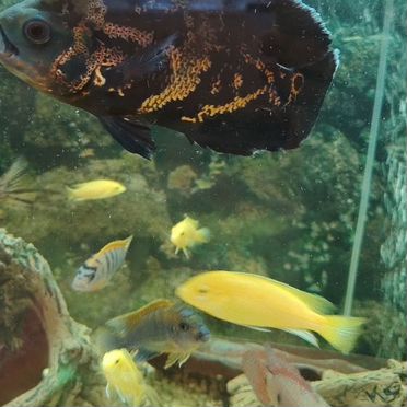 Астронотус