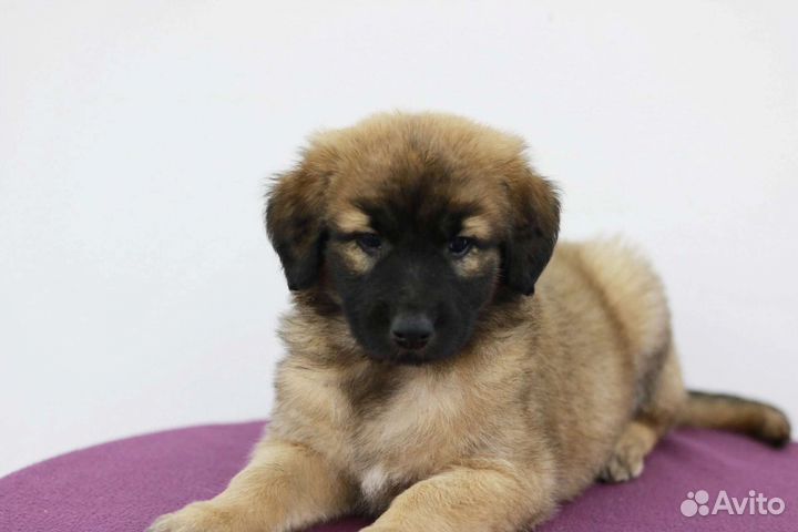 Милый щеночек