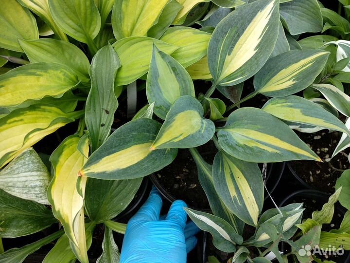 Хоста в ассортименте