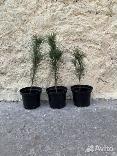 Саженцы кедра