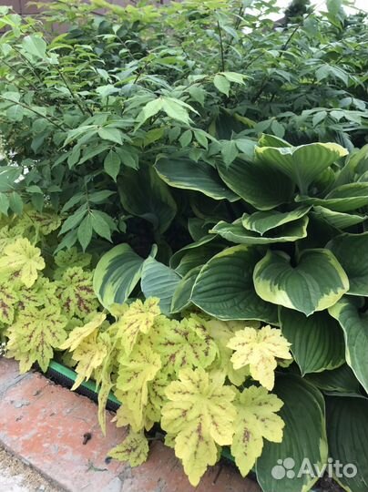 Растения для сада