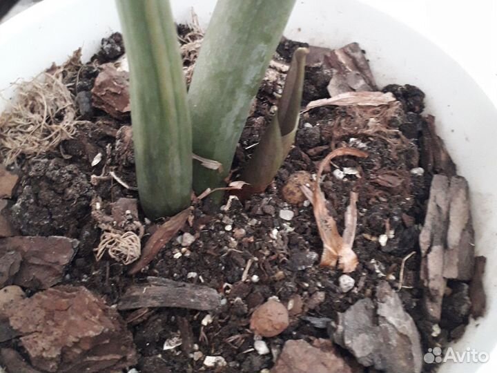 Замиокулькос