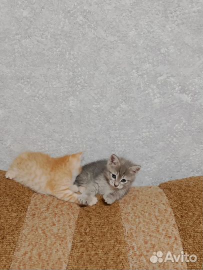 Кошечки в добрые руки