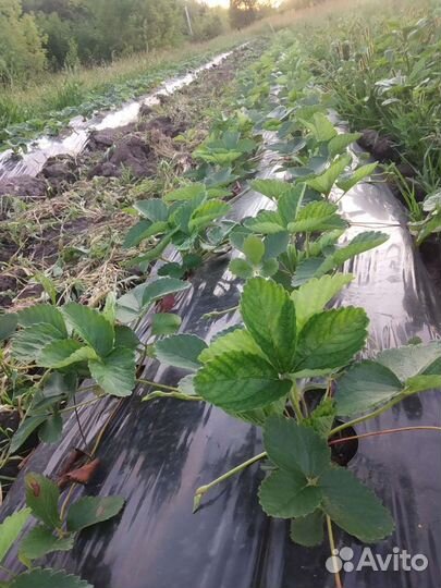 Рассада клубники, земляника садовая