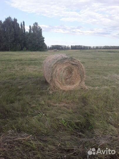 Сено в рулонах 2023