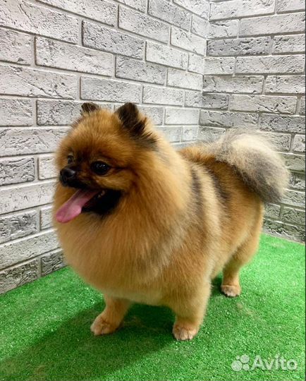 Груминг шпица в салоне с уходом