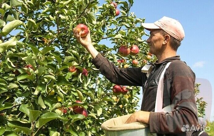 Сборщик вахта