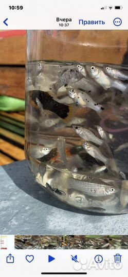 Молоинезии