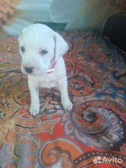 Щенки долматинца