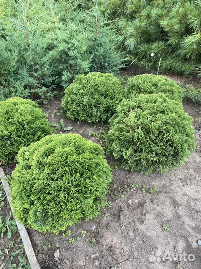 Саженцы кедра сибирского