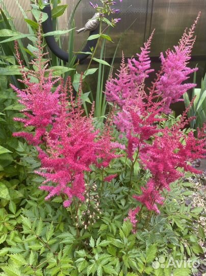 Многолетние цветы