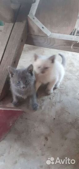 Отдадим котят