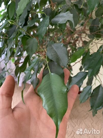 Фикус Бенжамина