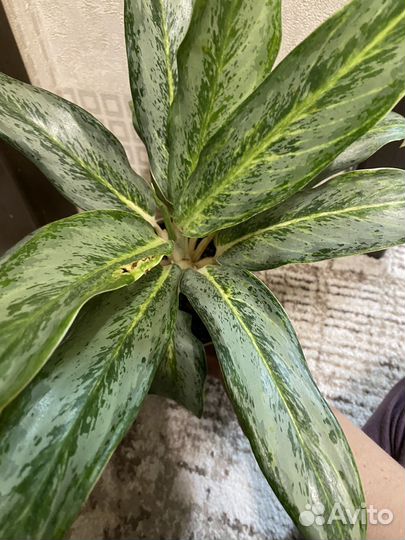 Аглаонема Эсмеральда грей, сансивиерия Зейланика