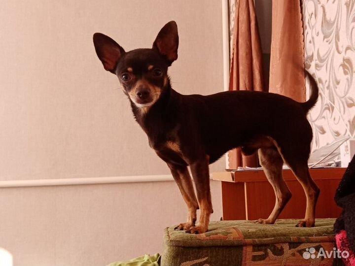 Кобель, вязка