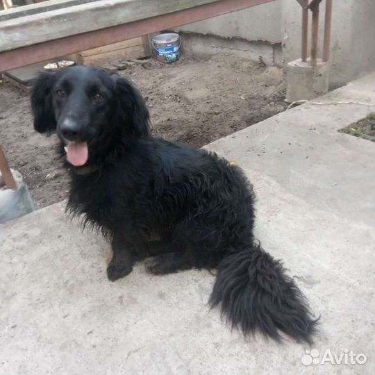 В добрые руки