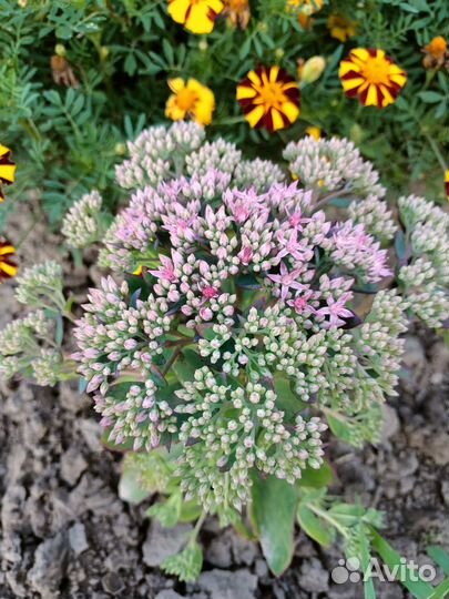 Очиток седум