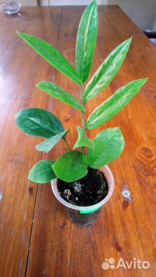 Замиокулькас