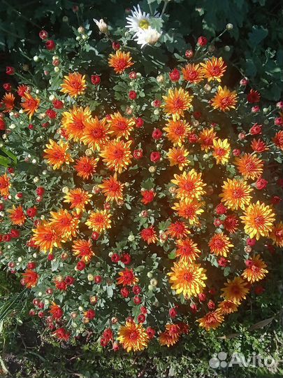 Хризантема