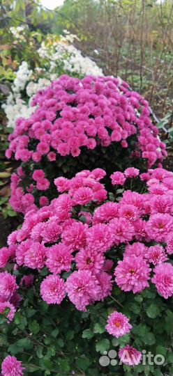 Мультифлоры, хризантема, кусты и маточники