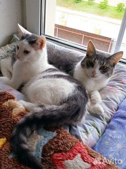 Девочки - красавицы в дар