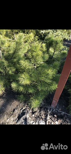 Сосна кедровая кедр