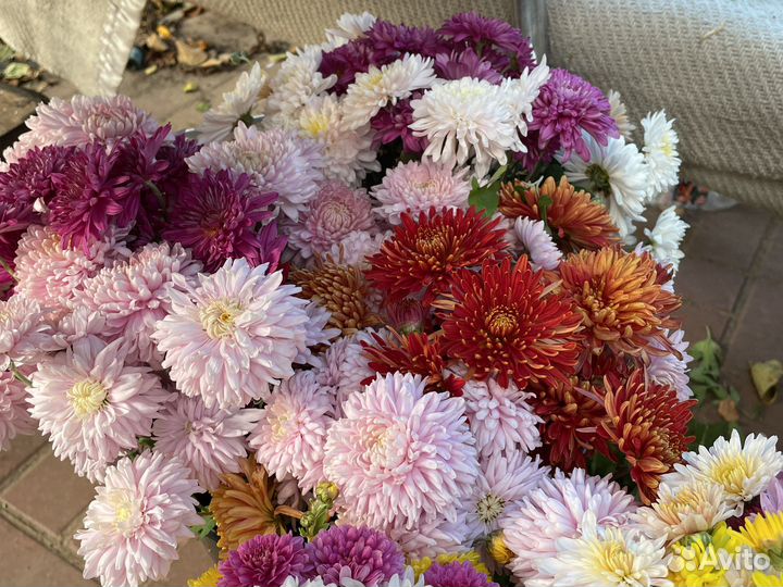 Живые цветы букеты на день учителя