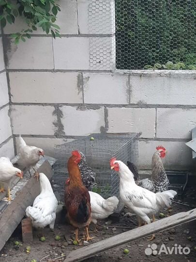Куры петухи